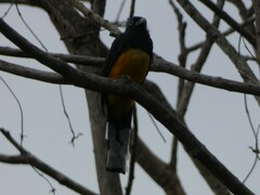 Trogon melanocephalus