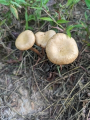Desarmillaria caespitosa