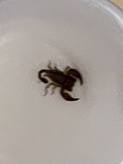 Euscorpius