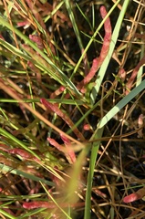 Salicornia