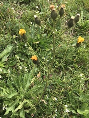 Crepis conyzifolia