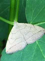 Zanclognatha pedipilalis