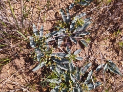 Euphorbia tuberosa