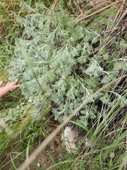Artemisia frigida
