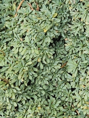 Petrophytum caespitosum