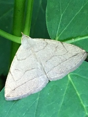 Zanclognatha pedipilalis