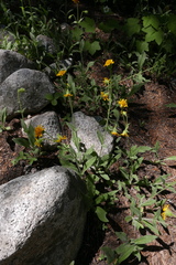 Arnica sonnei