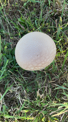 Calvatia cyathiformis