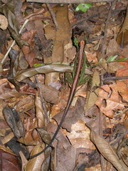 Anolis capito