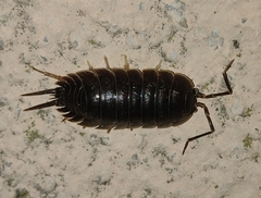Porcellio