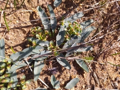 Euphorbia tuberosa