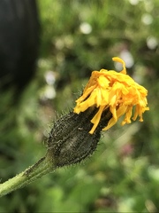 Crepis conyzifolia