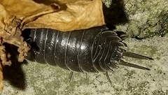 Porcellio