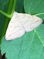 Zanclognatha pedipilalis