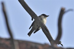 Empidonax