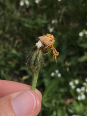 Crepis conyzifolia