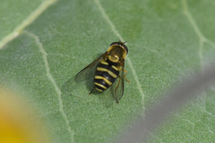 Syrphus opinator