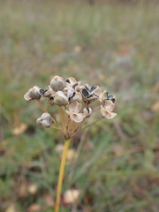Allium ramosum