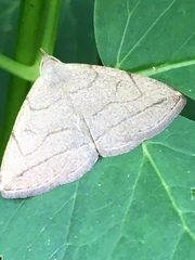 Zanclognatha pedipilalis