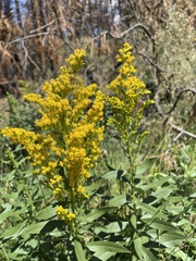 Solidago elongata