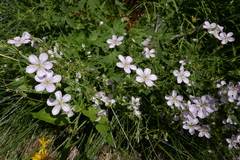 Geranium richardsonii