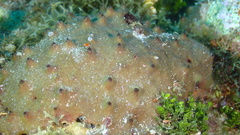 Ircinia felix