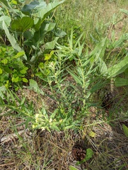 Lithospermum ruderale