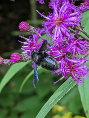 Megachile xylocopoides