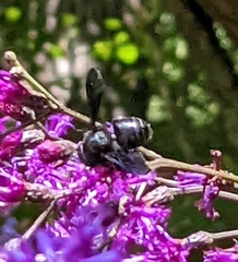 Megachile xylocopoides