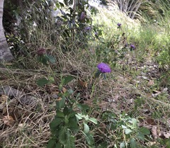 Centratherum punctatum