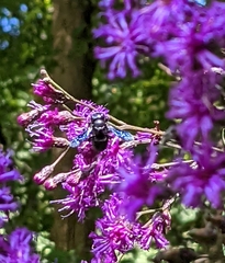 Megachile xylocopoides