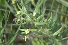 Lithospermum ruderale