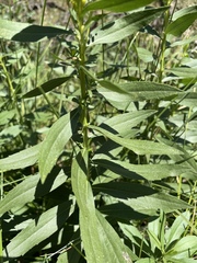 Solidago elongata