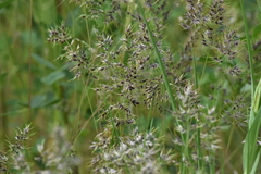 Poa bulbosa