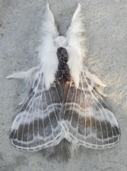 Tolype velleda