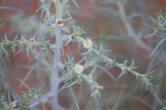 Salsola australis