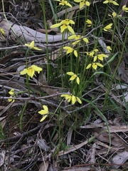 Diuris chryseopsis