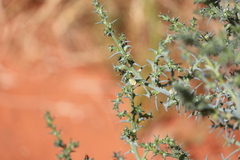 Salsola australis
