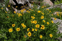 Arnica longifolia