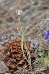 Fritillaria pudica