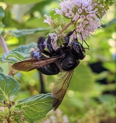 Xylocopa micans