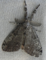 Orgyia leucostigma