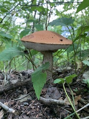 Leccinum aurantiacum