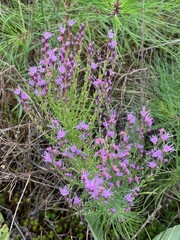 Liatris microcephala