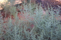 Salsola australis