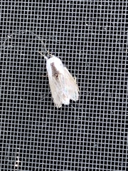 Acronicta funeralis