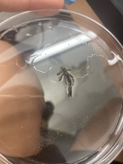 Enallagma exsulans