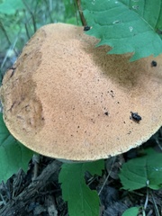 Leccinum aurantiacum