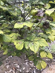 Hamamelis virginiana