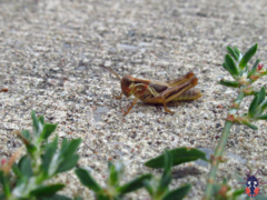 Melanoplini